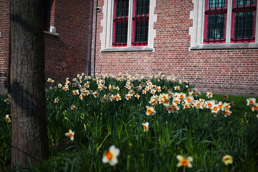 Field of daffodils in bloom with a red windowed brick building in the background.