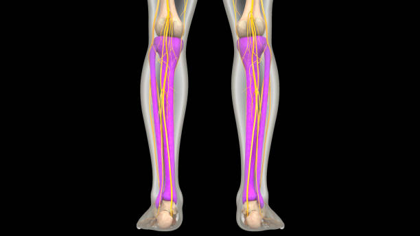 istock Human Skeleton System Tibia and Fibula Bone Joints Anatomy 2121203617