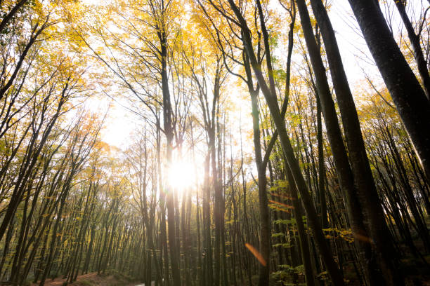 Sunlit Spruce Tree Forest in Autumn