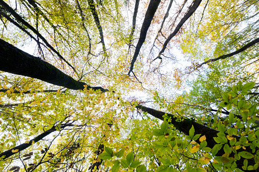 A view up into the trees direction sky