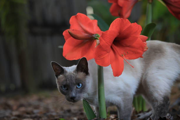 Siamese Cat Investigating Orange Easter Lilies