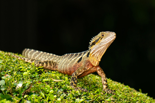 The Australian water dragon, which includes the eastern water dragon and the Gippsland water dragon subspecies, is an arboreal agamid species native to eastern Australia from Victoria northwards to Queensland.