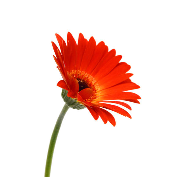 istock Close-up yellow daisy flower isolated on white background 2121236177