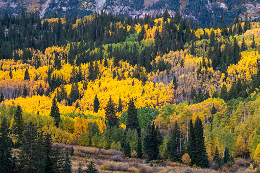 Forest at Maroon Bells in Autumn, Aspen, Colorado, USA