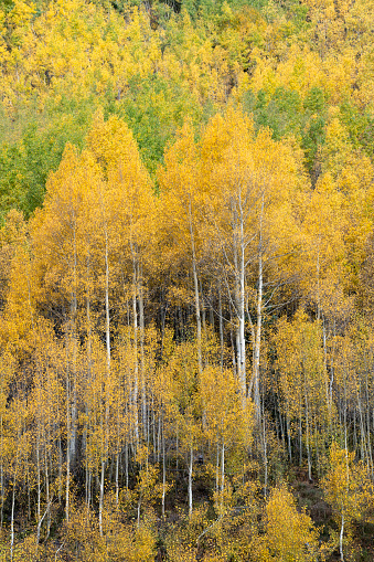 Aspen trees at Maroon Bells in Autumn, Aspen, Colorado, USA