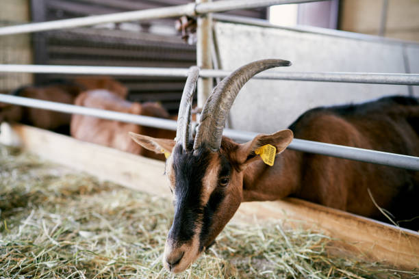 istock Goat with an ear tag eats hay from behind a fence in a paddock 2121236710