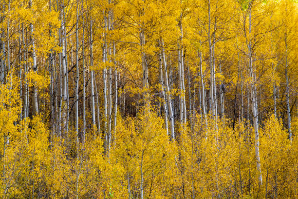 istock Aspen trees at Maroon Bells in Autumn 2121237727