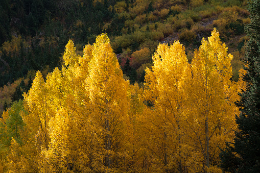 Aspen grove in Autumn, Maroon Bells, Colorado, USA