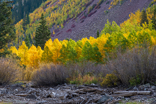 Aspen grove in Autumn, Maroon Bells, Colorado, USA