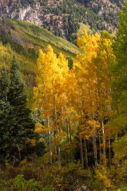 istock Aspen grove in Autumn 2121238258