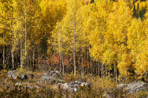 Fall Foliage at Maroon Bells, Colorado, USA