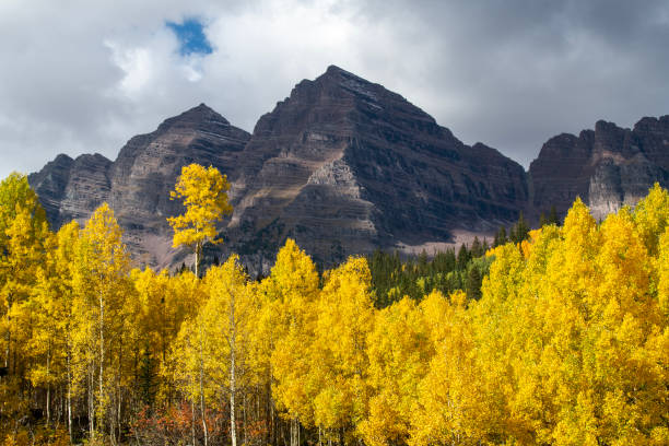 Aspen grove in Autumn, Maroon Bells, Colorado, USA