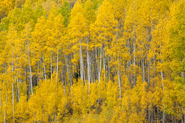 Aspen Fall Colors - Scenic autumn landscape in Aspen tree forest with warm sunset light and blue sky.