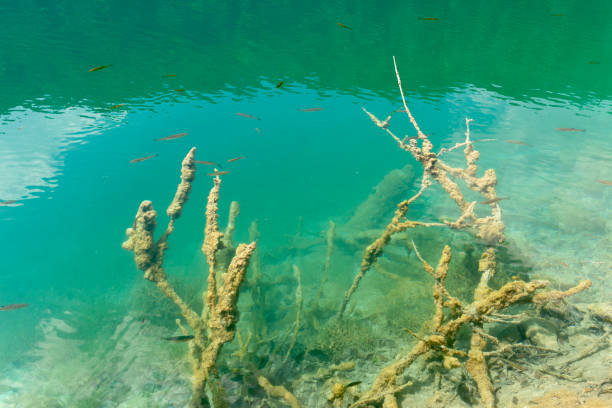 istock Old algae covered sticks and small fish in  calm pond Croatia 2121239820