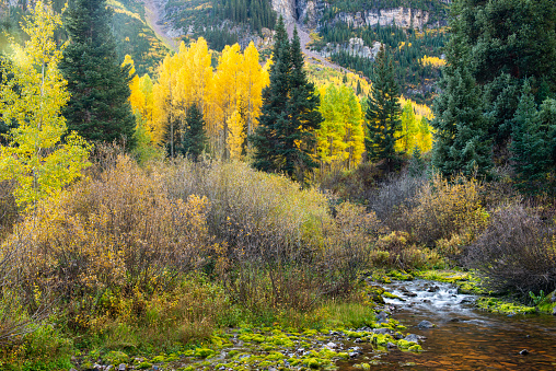 Maroon Creek in Autumn, Aspen, Colorado, USA