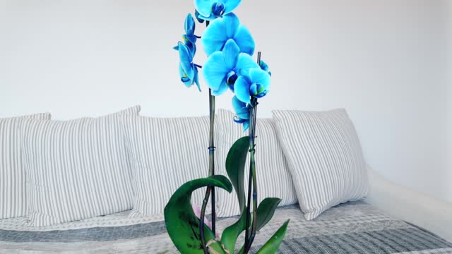 Blue Orchid Plant In Luxury Apartment