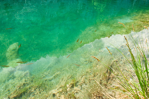 Cool clear turquoise pool with small fish in Plitvice Lakes National Park in Croatia.
