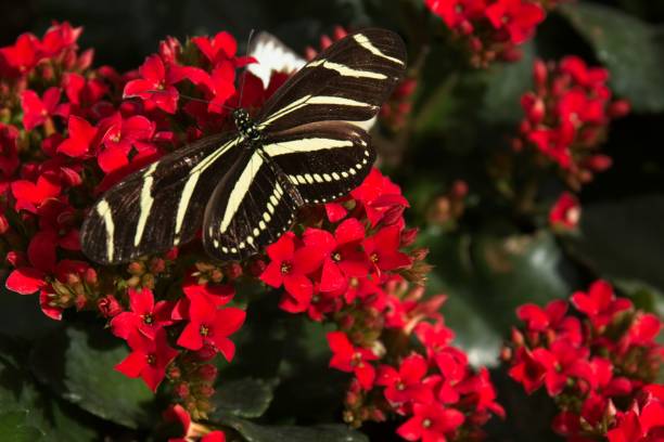 istock Zebra Longwing, Heliconius charithonia, butterfly feeding on red flowers. 2121262939