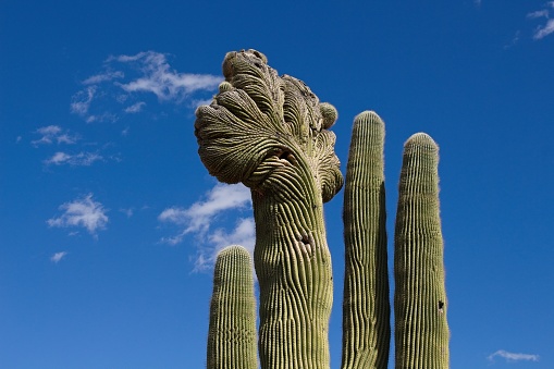 A Cristate, crested, Saguaro cactus, Carnegiea gigantea, Phoenix, Arizona.