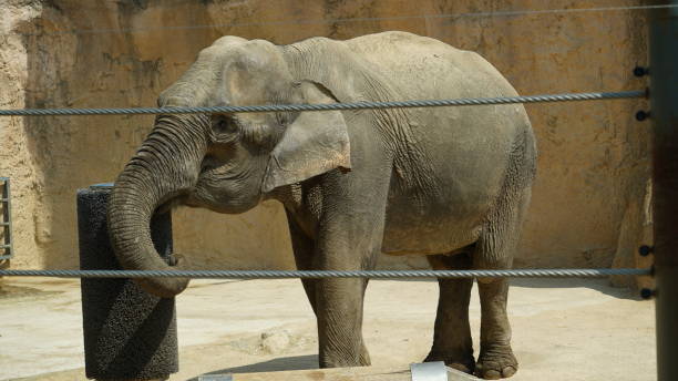 istock A baby elephant in a zoo 2121267141