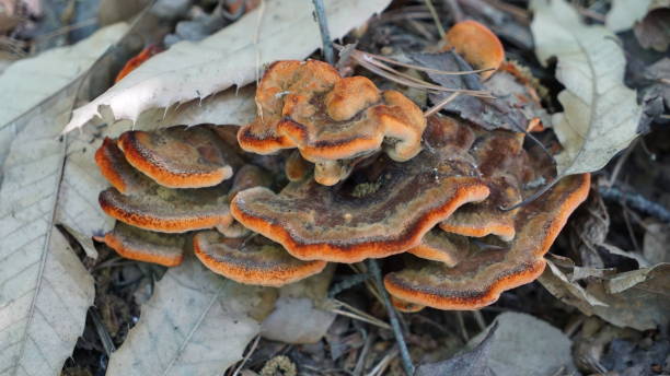 istock Brown mushrooms blooming on the autumn forest floor 2121268201