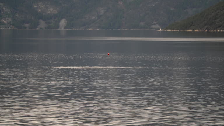 fin of a common porpoise, swimming through the Sognefjord in Norway.