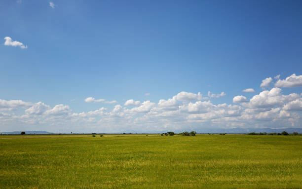 istock Bright landscape with the field 2121291574