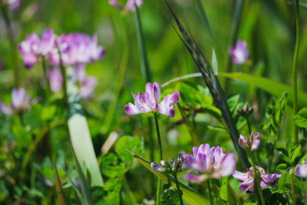 lotus flower blooming in the field