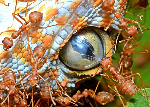 Ant Biting and Pulling Gecko's Eyeball - animal behavior.
