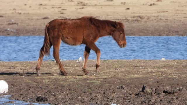Stunning close-up: A majestic horse walks and neighs along the tranquil riverbanks in this captivating stock footage.