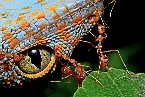 Ants on Gecko's head - animal behavior.