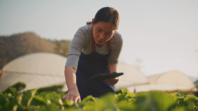 Farmer use technology on her farm