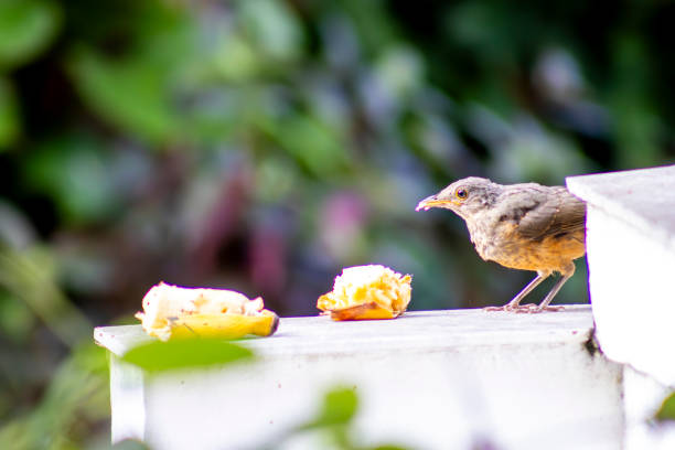 Sabia bird eating a banana.