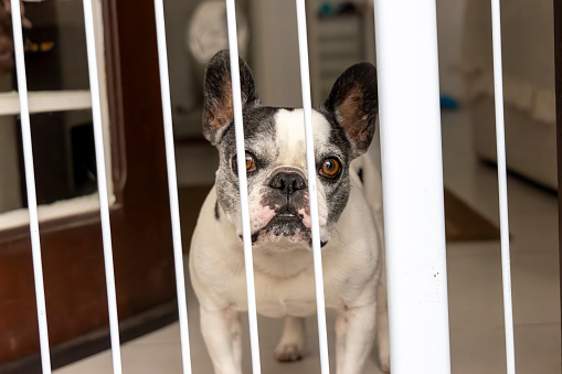 French bulldog behind a white fence