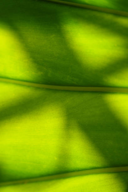 istock Fresh green leaf with shadow in a tropical rainforest background 2121362380