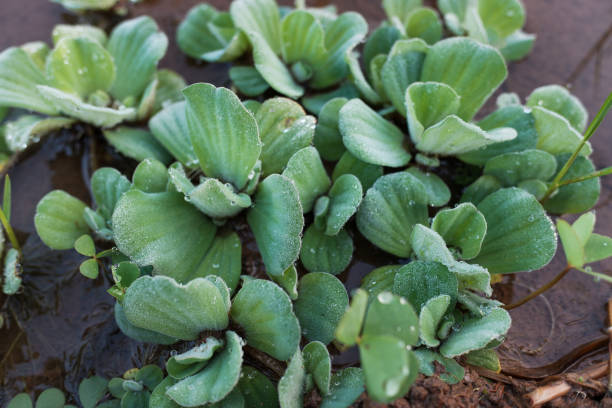 istock Pistia stratiotes aquatic plant growing in rice fields 2121387830