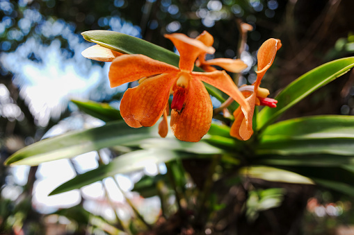 Orange flowers of the Mokara orchid plant, in the background of the home garden.
