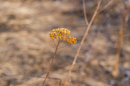 Dry flower in spring field