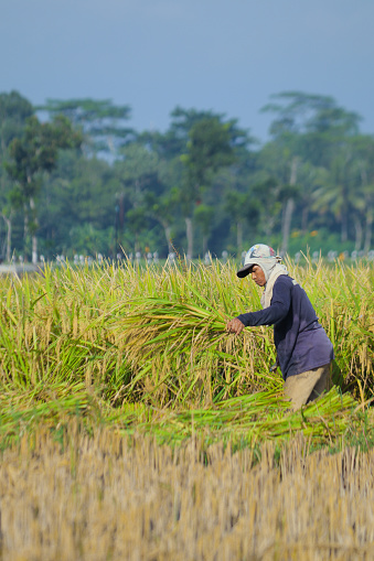 Cilacap, Indonesia - March 29, 2024 : a man harvesting rice plants in a sunny morning
