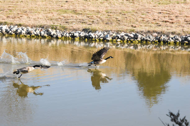 Two Canadian Geese take off from the water.