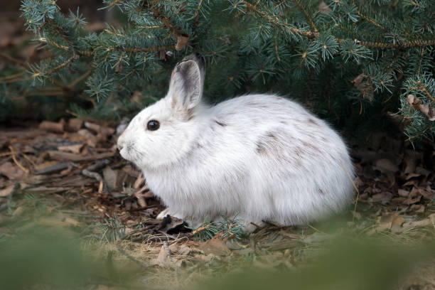 istock Snowshoe hare under fir, changes fur from white to brown. 2121463287