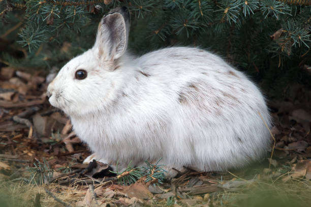 istock Snowshoe hare under fir, changes fur from white to brown. 2121463555