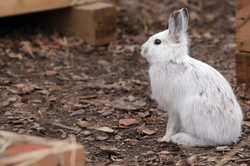 Cute bunny Snowshoe hare is sitting in the spring yard, changes his fur from white to brown.