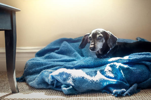 14-year-old Dachshund lies on her bed, basking in the warm sun rays