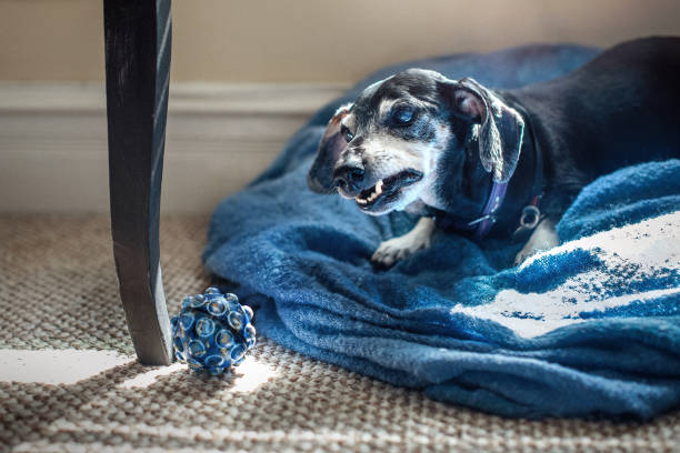 An elderly Dachshund is lying on its bed, playing with a rubber ball.
