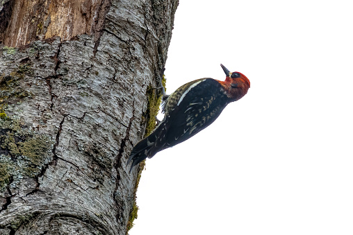 A male red bellied woodpecker perched on a pine tree branch.