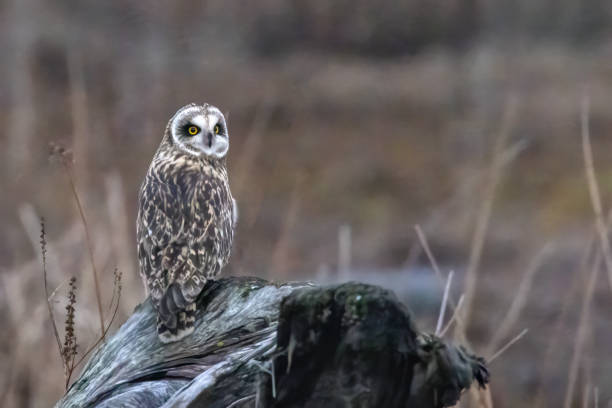 istock short-eared owl perching on a wooden pole, British Columbia, Canada 2121473673