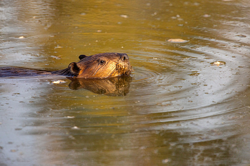 Beaver creating ripples as it swims across a remote Connecticut pond in summer at dusk