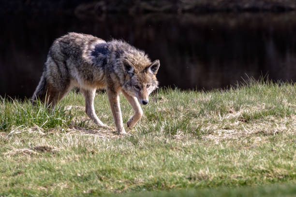 istock Coyote, Richmond, British Columbia, Canada 2121474207