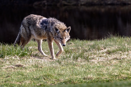 Coyote, Richmond, British Columbia, Canada